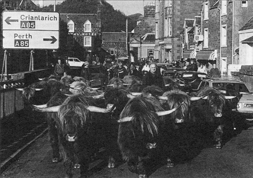 Highland Cattle passing through Comrie in Perthshire