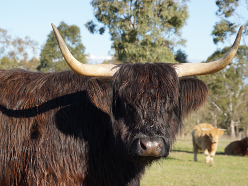 Beautiful Black Highland Cow