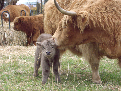 Highland Cow kissing her calf