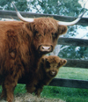 Highland Cow with a young calf