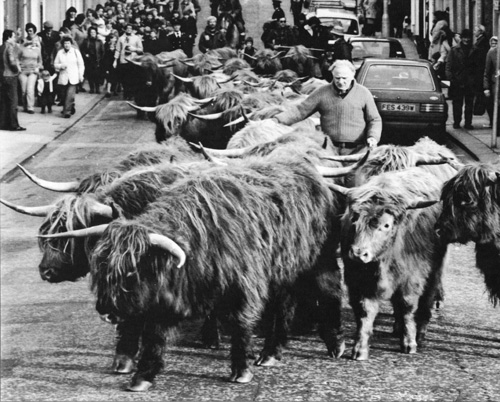 Highland Cattle being driven through Crieff in Scotland