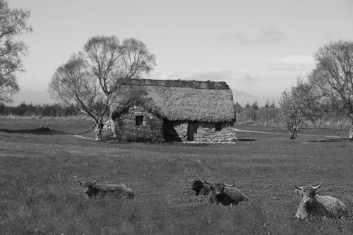 An Old Croft with Highland Cattle in the foreground