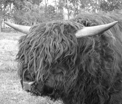 AHighland Bull with a Rastafarian look