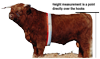 Highland Bull showing where to measure Frame Score Highland Bull showing where to measure Frame Score