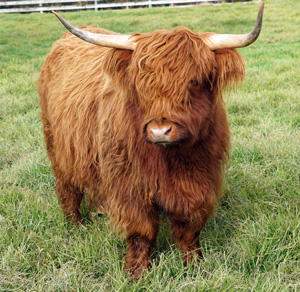Giorsal Ruadh of Cruachan Giorsal Ruadh of Cruachan