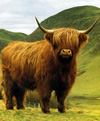Highland Cow in the Scottish Mountains