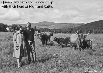 Queen Elizabeth and Prince Philip with their herd of Highland Cattle near Balmoral Castle