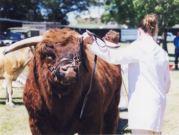 Teenage girl showing a prize winning Highland Bull