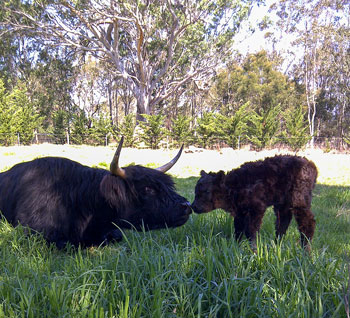 Black Highland Cow with newborn calf