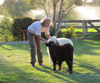 Black Highland calf meets a white maremma dog