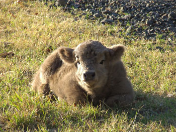 Dun coloured Highland Calf