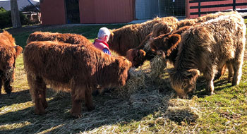 Hand feeding Highland Cattle yearlings