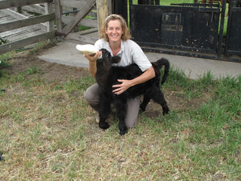 Bottle Feeding a Highland Calf 