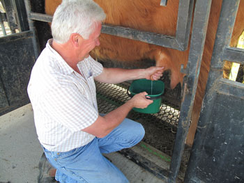 Milking a Highland Cow