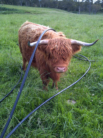 Highland Cow playing with irrigation hoses