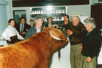Highland Bull in a bar at the Adelaide Show