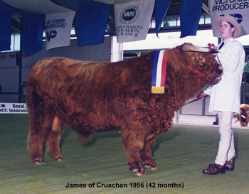 Highland Bull being led by a teenage boy at a cattle show