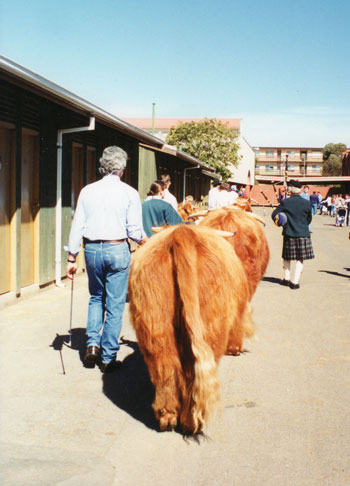 Highland Cattle being led by a Piper at the Adelaide show