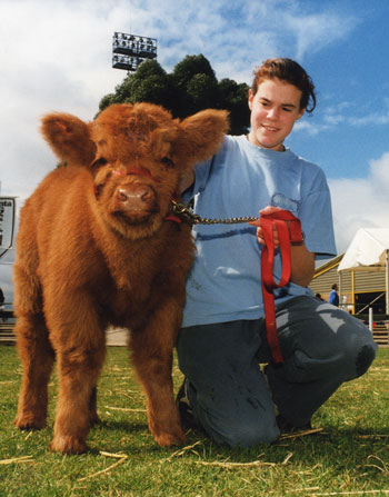 Teenage girl with a gorgeous young Highland Bull calf