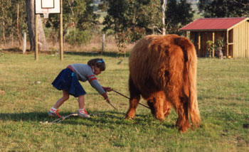 5 year old girl leading a young Highland Heifer in her garden