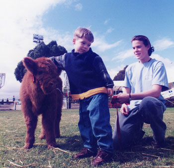 Young boy patting a Highland Bull calf