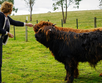 Lady hand feeding two Highland steer calves