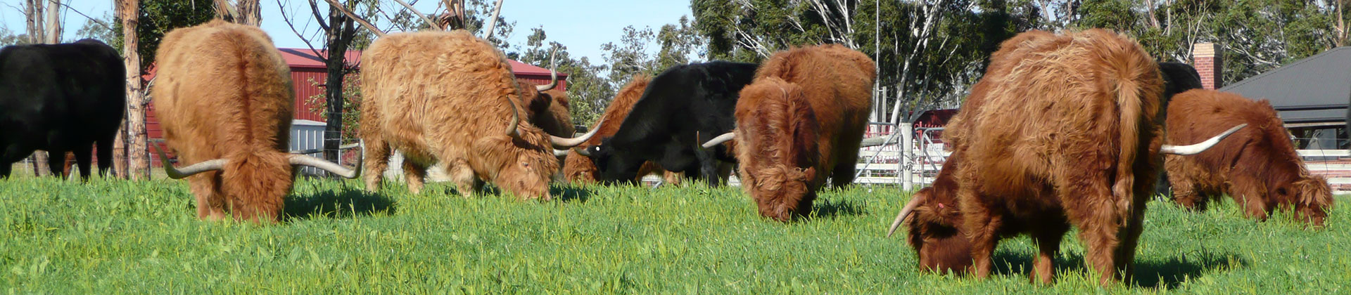 Cruachan Highland Cattle grazing