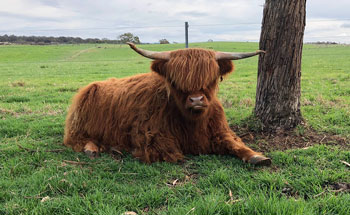 Steer at 20 months old