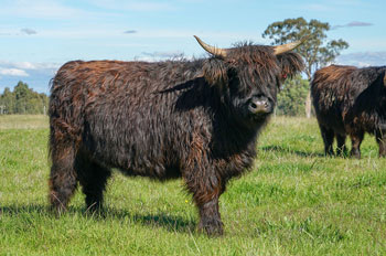 Black heifer