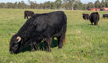 Part of the black herd