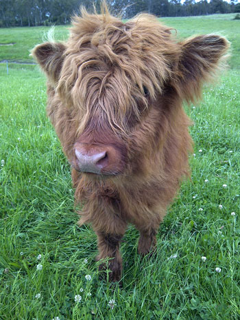 I can see you through this hair