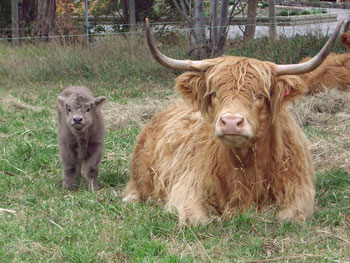 Yellow cow - Dun calf