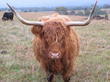 large horns and broad back