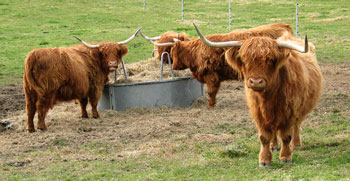 Cows average age of 15 years old