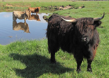 Cows paddling in a dam