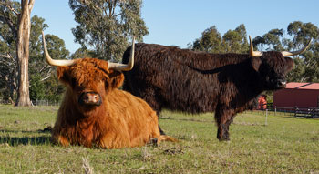 Sisters, one red and one black cow