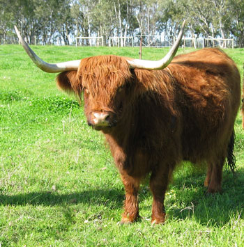 Red Cow