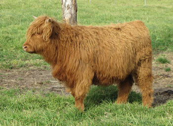 Yellow Highland Heifer