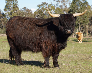 Black Highland Cow