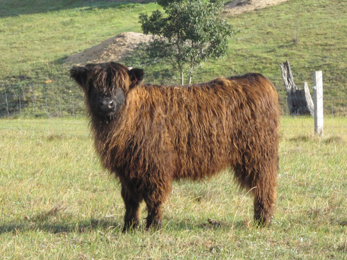 black highland heifer