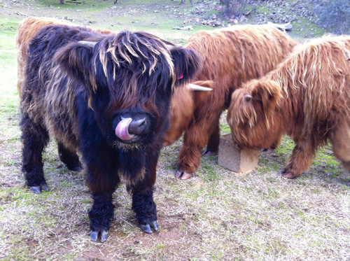 Young Highland STEERS